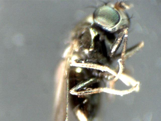 Moscerini: Chironomidae e Ephydridae,